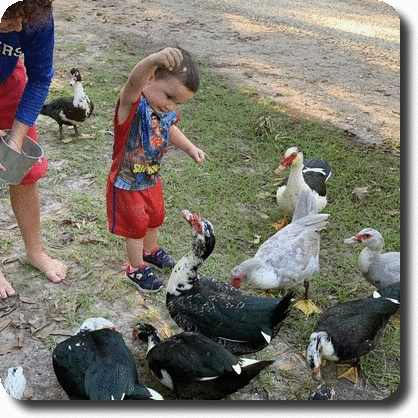 sawyer with ducks